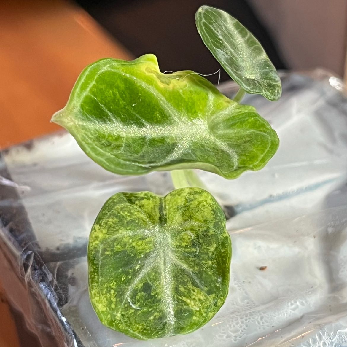Photo of the plant species Alocasia Ninja Aurea by @TopnotchShallot named Sigmund on Greg, the plant care app