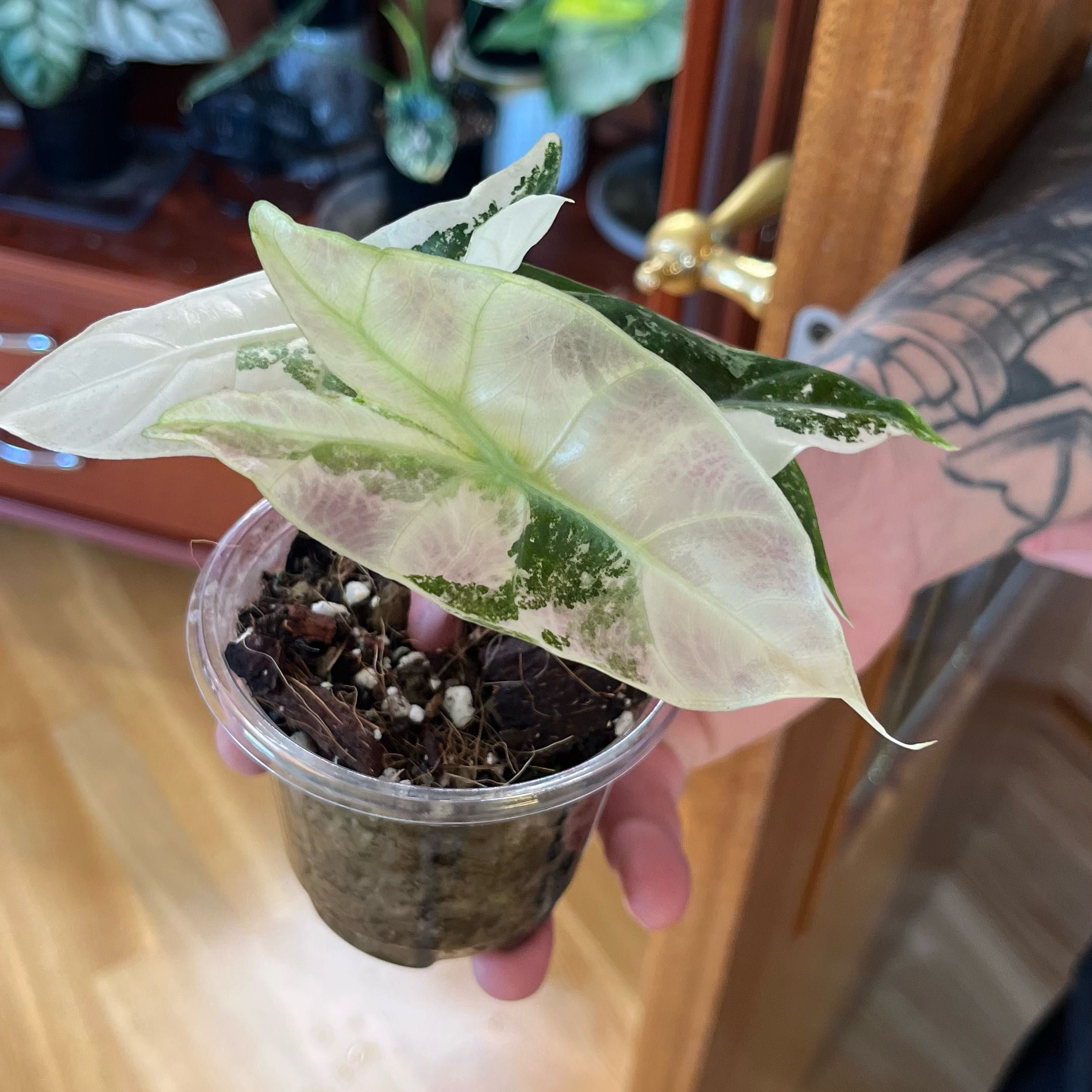 Photo of the plant species Alocasia Nairobi Nights Albo Pink by @TopnotchShallot named Peter Parker on Greg, the plant care app
