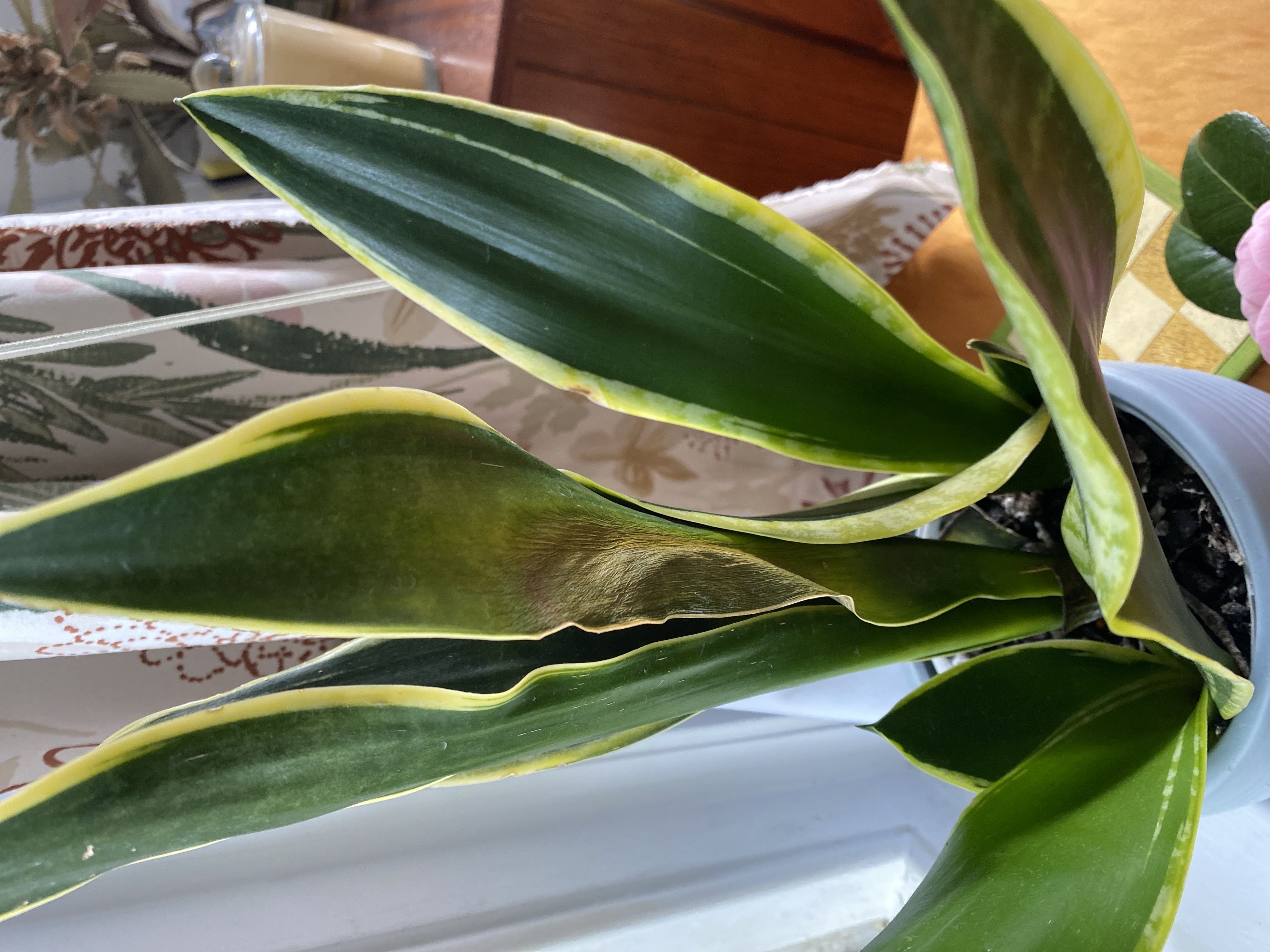 Photo from the post