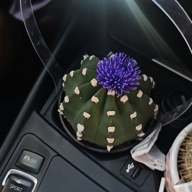 Photo of the plant species Portuguese Squill by @SubtleNeslia named Lavender on Greg, the plant care app