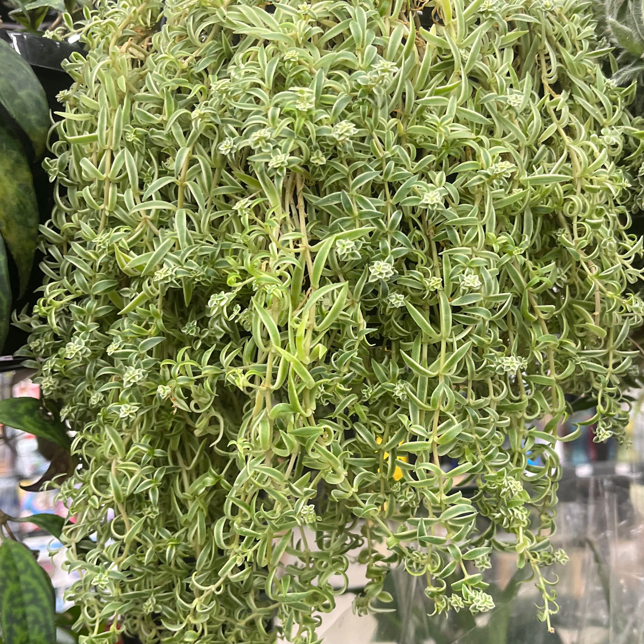 Photo of the plant species Variegated Stone Crop by @ExpressiveChaya named Coco on Greg, the plant care app