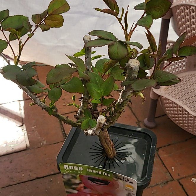 Photo of the plant species Hybrid Tea Rose by @AlertBarley named Demi on Greg, the plant care app