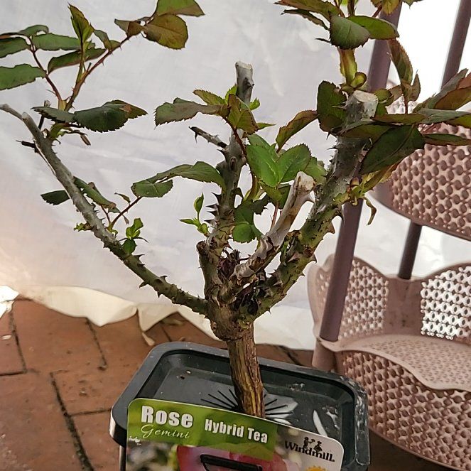 Photo of the plant species Hybrid Tea Rose by @AlertBarley named Luna on Greg, the plant care app