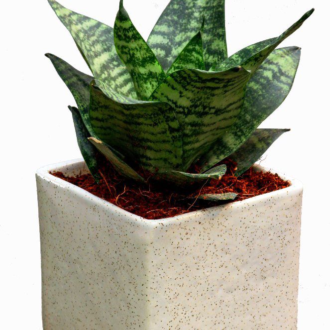 Plant care for Siam Silver on Greg, the plant care app