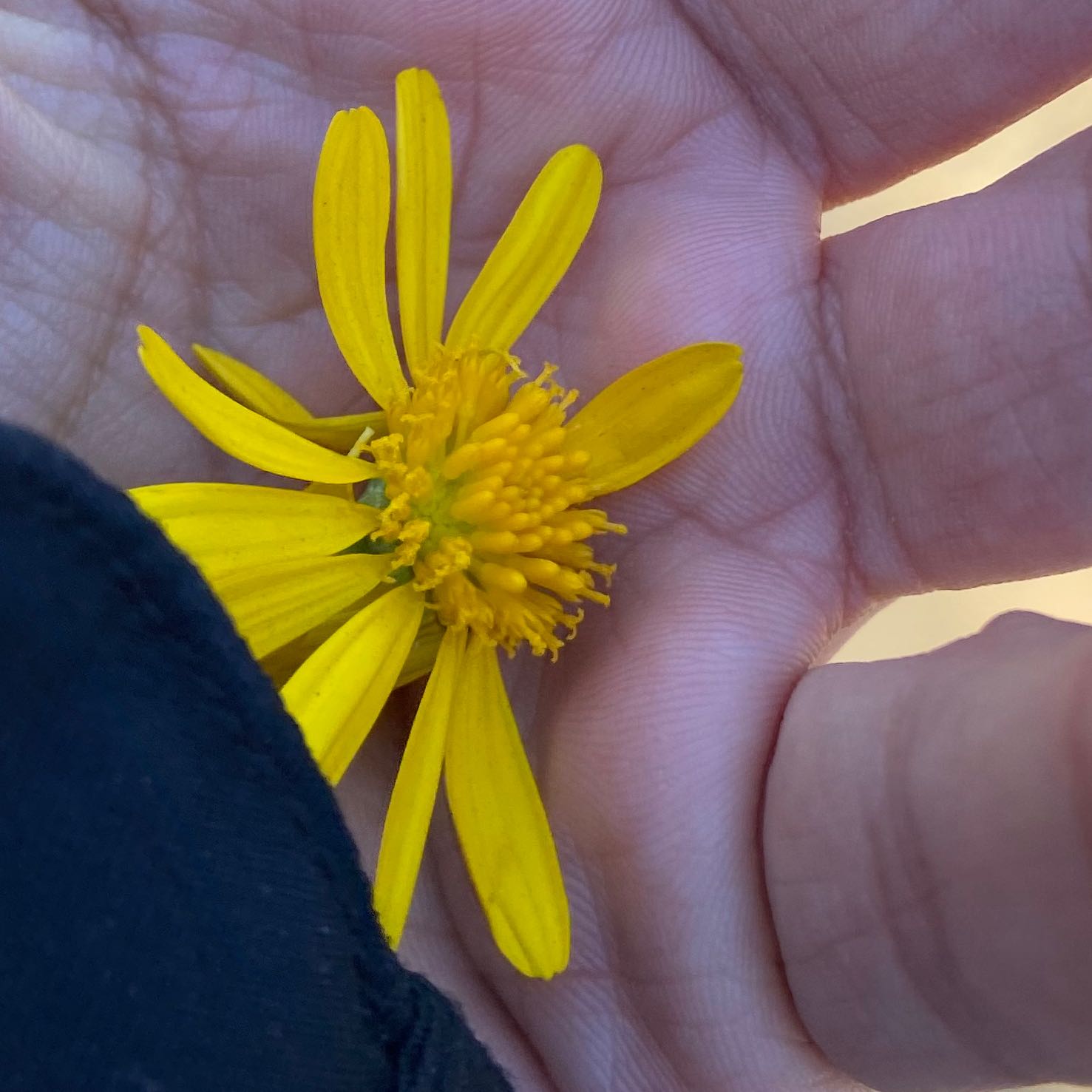Close-up of a yellow African Bush Daisy flower held by a hand.