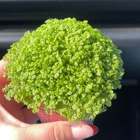 Photo of the plant species Meadow Spikemoss by Louisa named Cleopatra on Greg, the plant care app