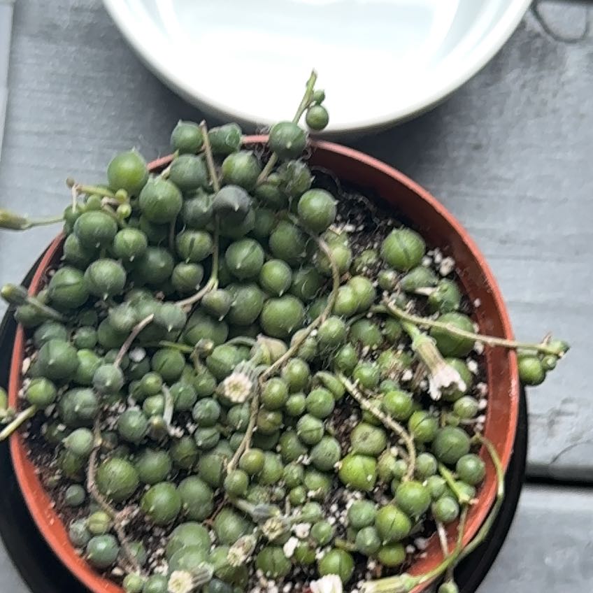 Tree Diddy | A plant by @BrotherCaladium on Greg