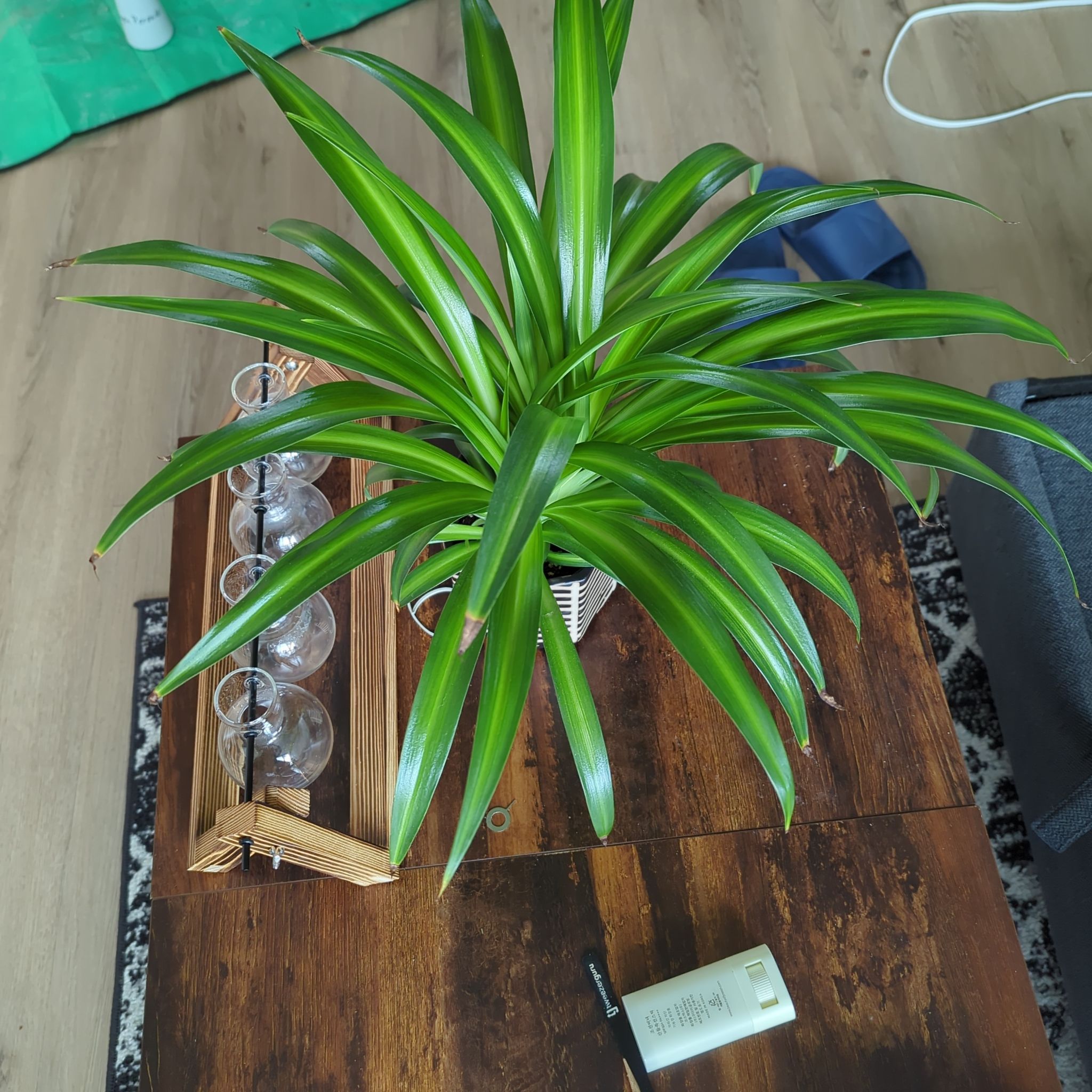 Healthy Hawaiian Spider Plant with long green leaves on a wooden table.