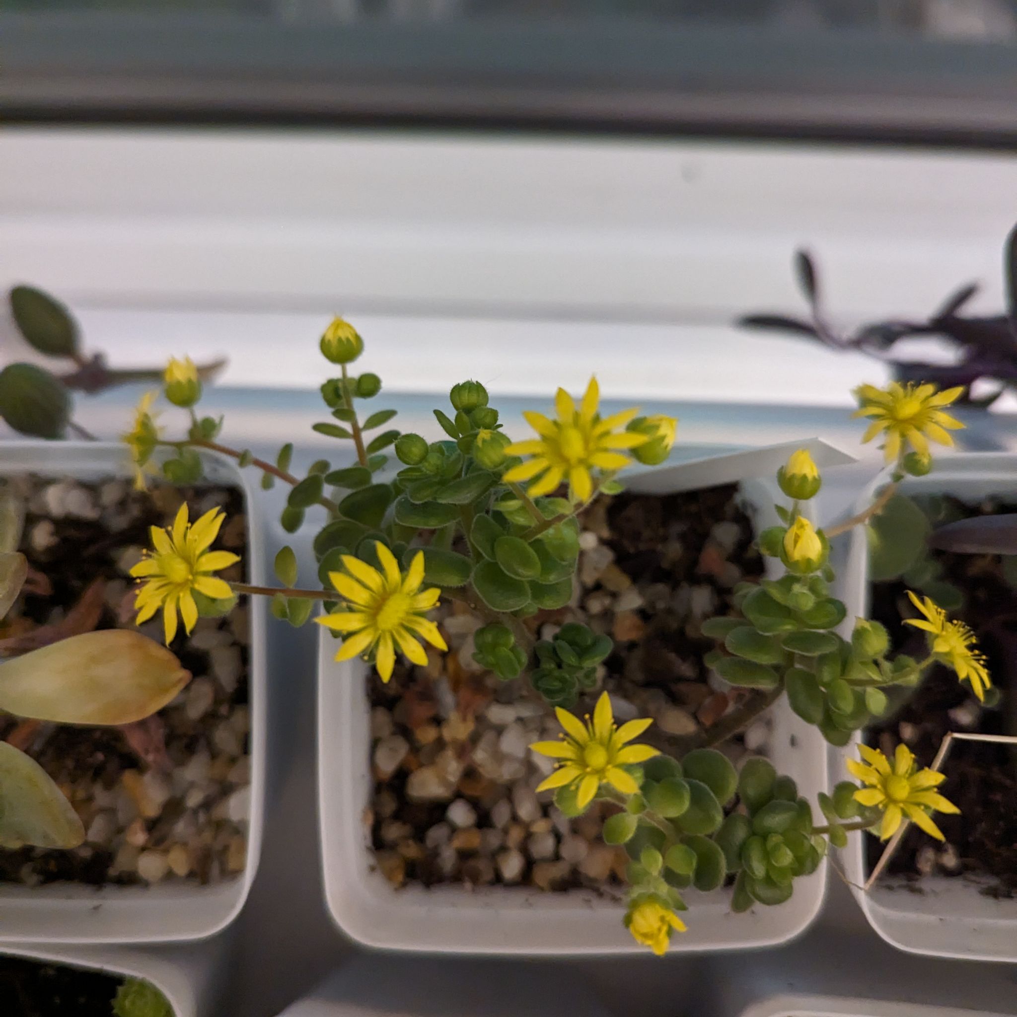 Photo of the plant species Aeonium Mini Fiesta Teacup by @meegs named Kendall on Greg, the plant care app