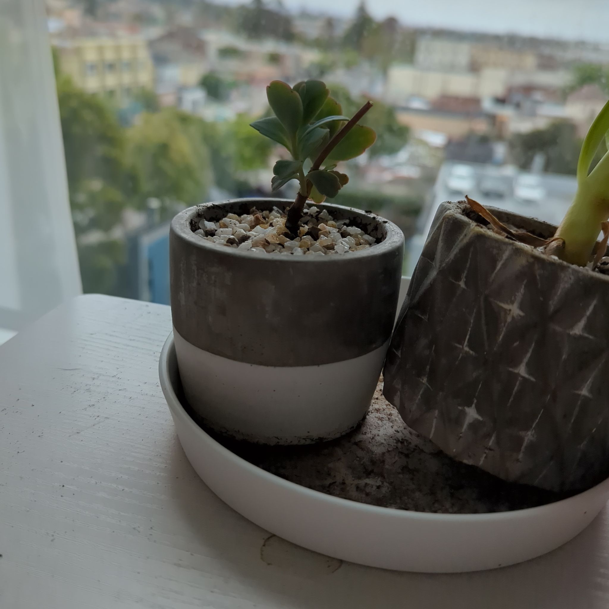Photo of the plant species Majestic Scallops Kolanchoe by @meegs named Krystal on Greg, the plant care app
