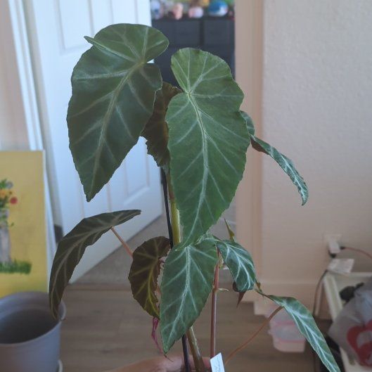Photo of the plant species Begonia 'Grey Feather' by @meegs named Pax on Greg, the plant care app
