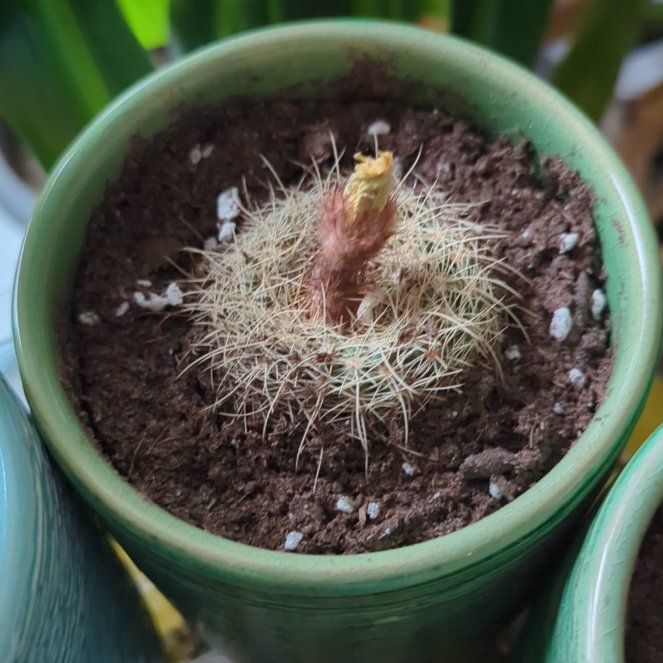 Photo of the plant species notocactus concinnus by @TubularBrushbox named Emerson on Greg, the plant care app