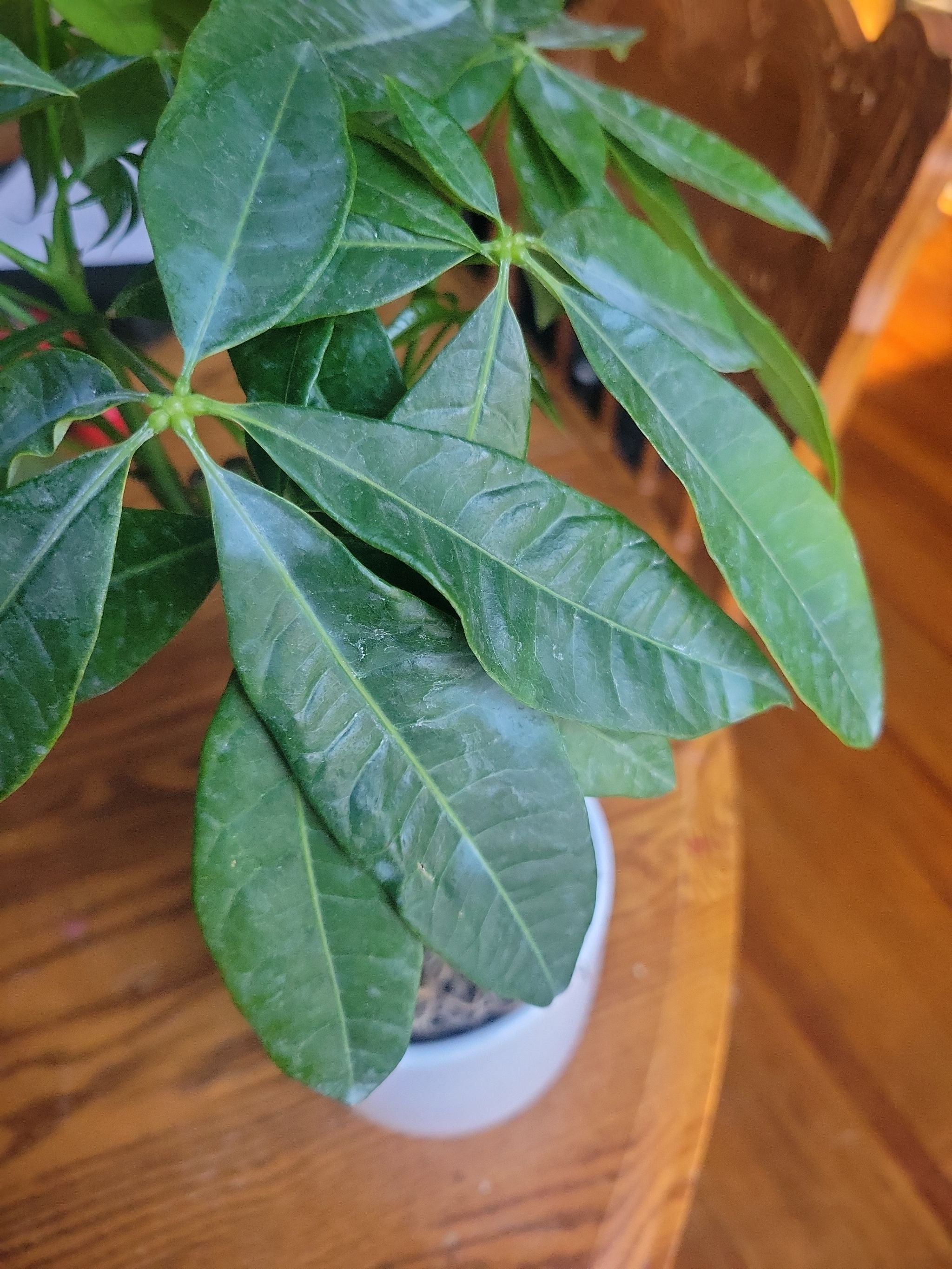 Madonna | A plant by @HotshotChinotto on Greg