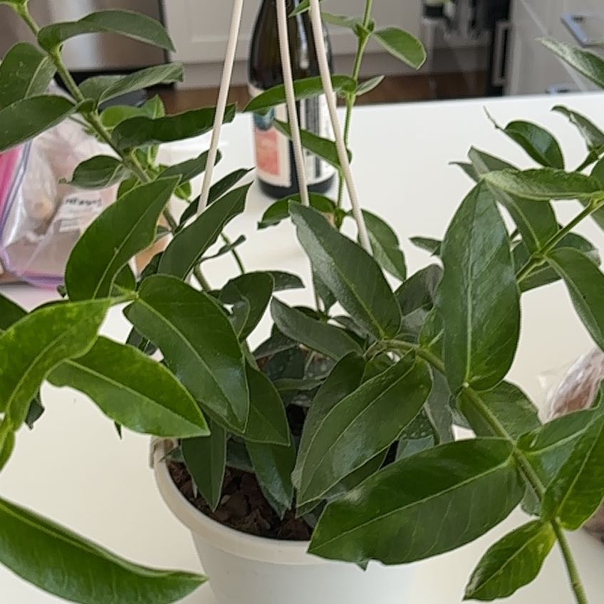 Photo of the plant species Hoya densifolia by @LBLOOM named Torrey on Greg, the plant care app