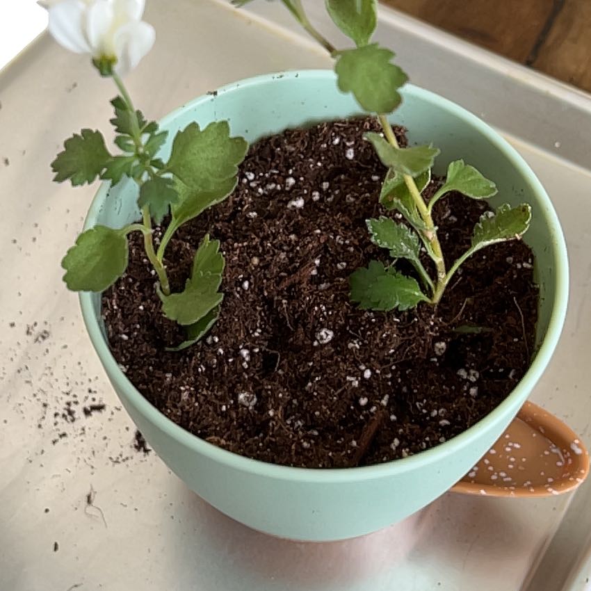 Photo of the plant species Mummenhoffia alliacea by @FirstLimabean named Marilyn on Greg, the plant care app