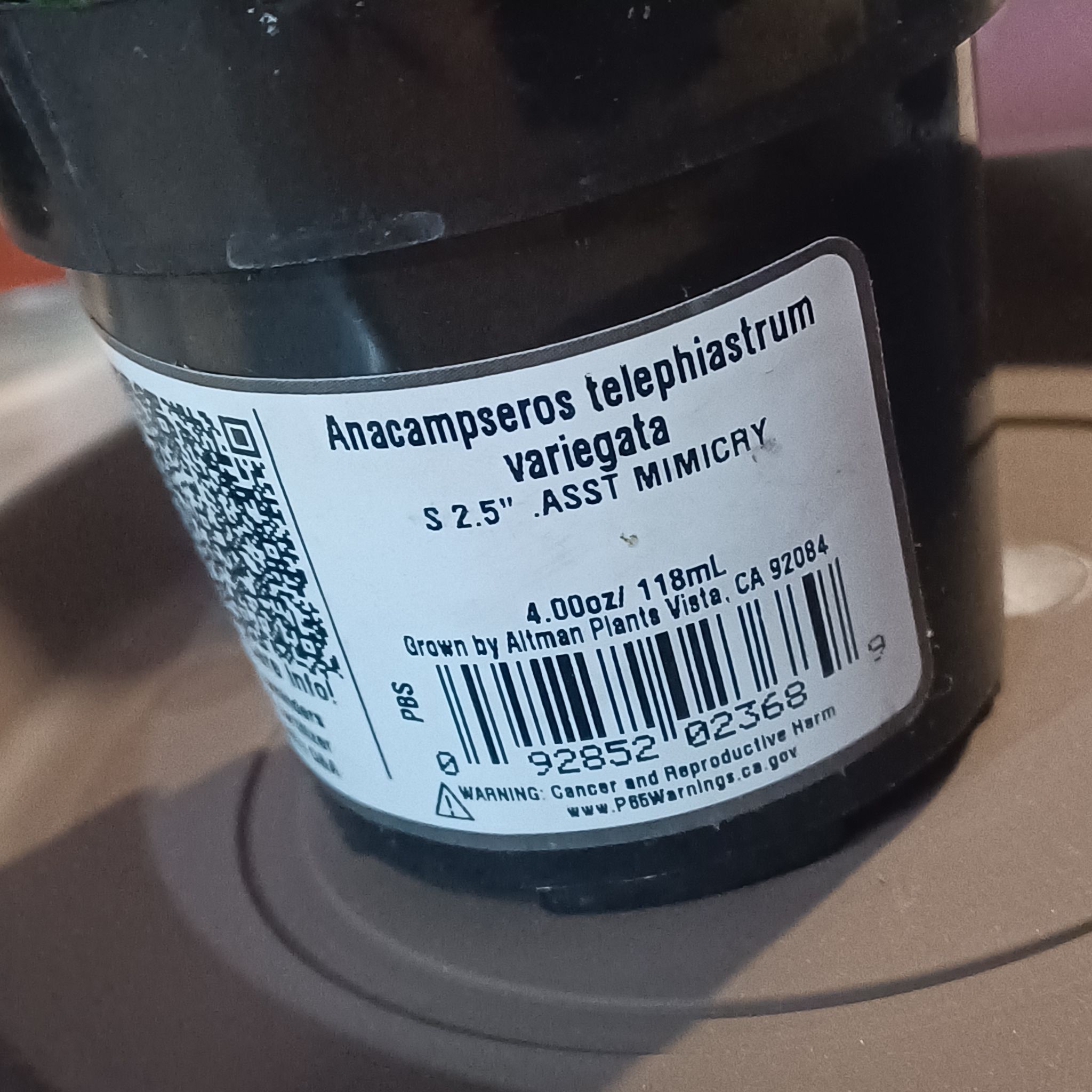 Plant pot with label indicating Anacampseros telephiastrum 'Variegata'.