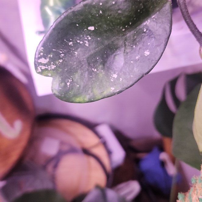 Photo of the plant species Hoya coronaria by @SuaveBreadnut named Surya on Greg, the plant care app