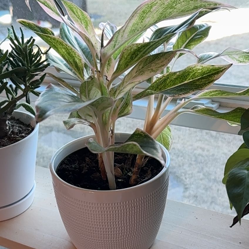 Photo of the plant species Agloanema 'Harlequin' by @AboundingAlmond named Harley on Greg, the plant care app