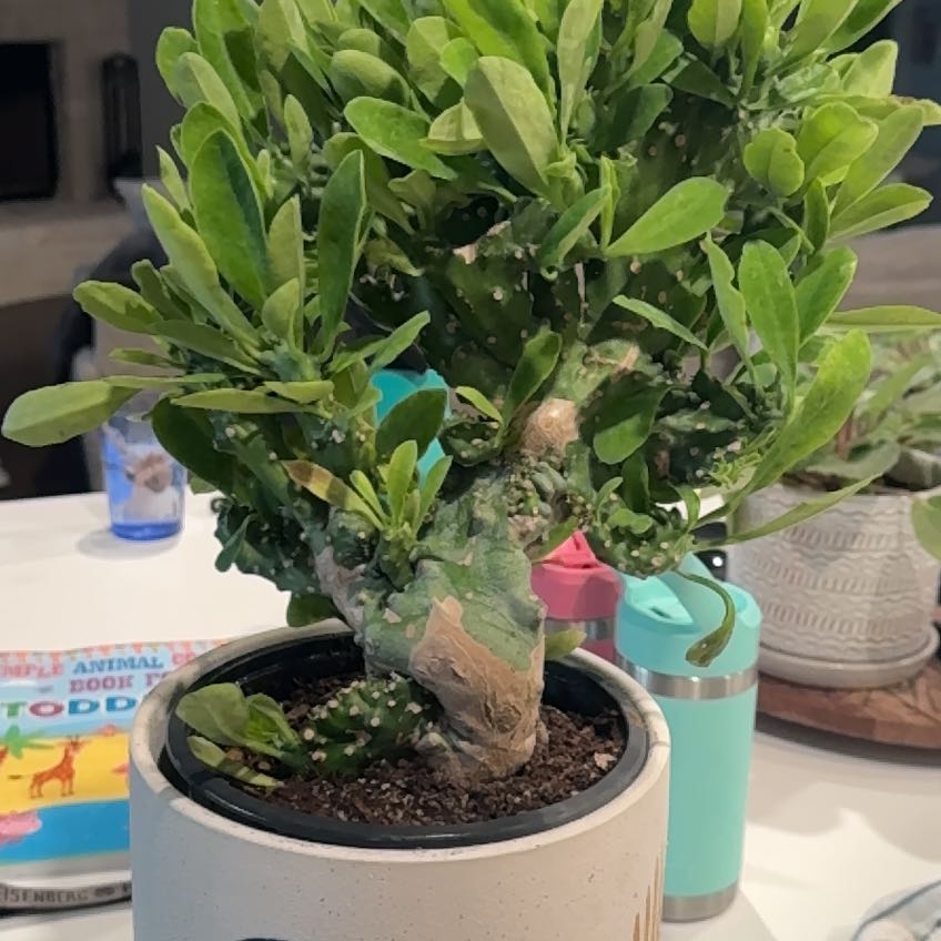 Photo of the plant species Euphorbia Nivulia Cristata by @AboundingAlmond named Baesil on Greg, the plant care app