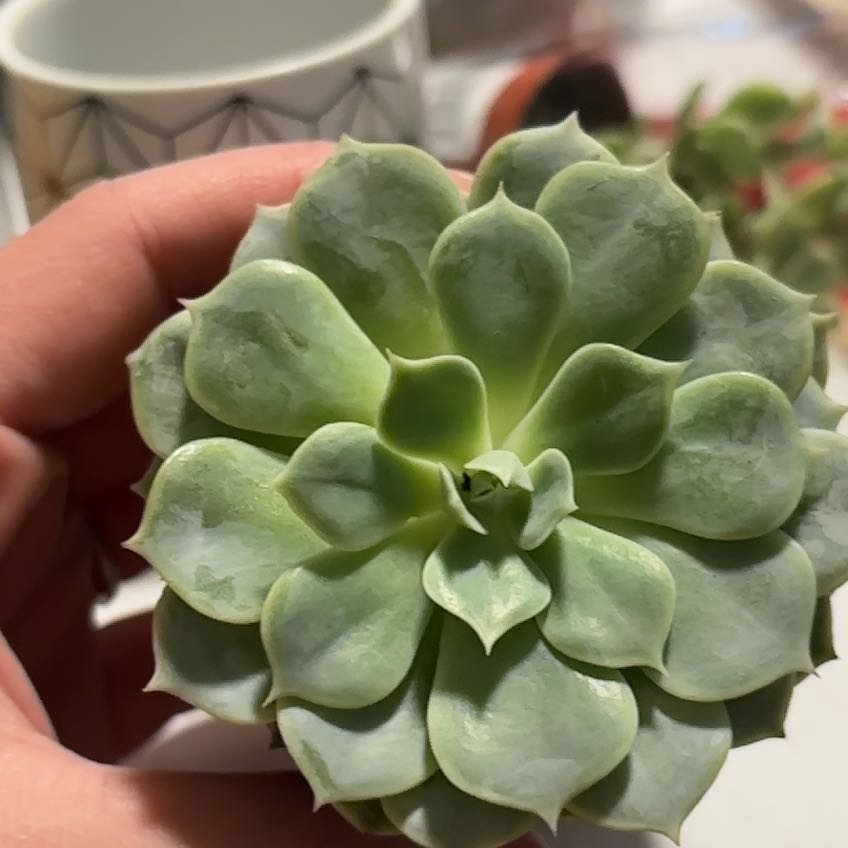 Photo of the plant species Echeveria 'Leilana' by @HappyTamarind named Zeus on Greg, the plant care app