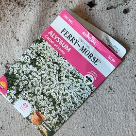 Photo of the plant species Snow Alyssum by @VastWoollyrose named Naomi on Greg, the plant care app