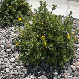 Photo of the plant species Shrubby Cinquefoil by @CuriousWaxplant named Lebron on Greg, the plant care app
