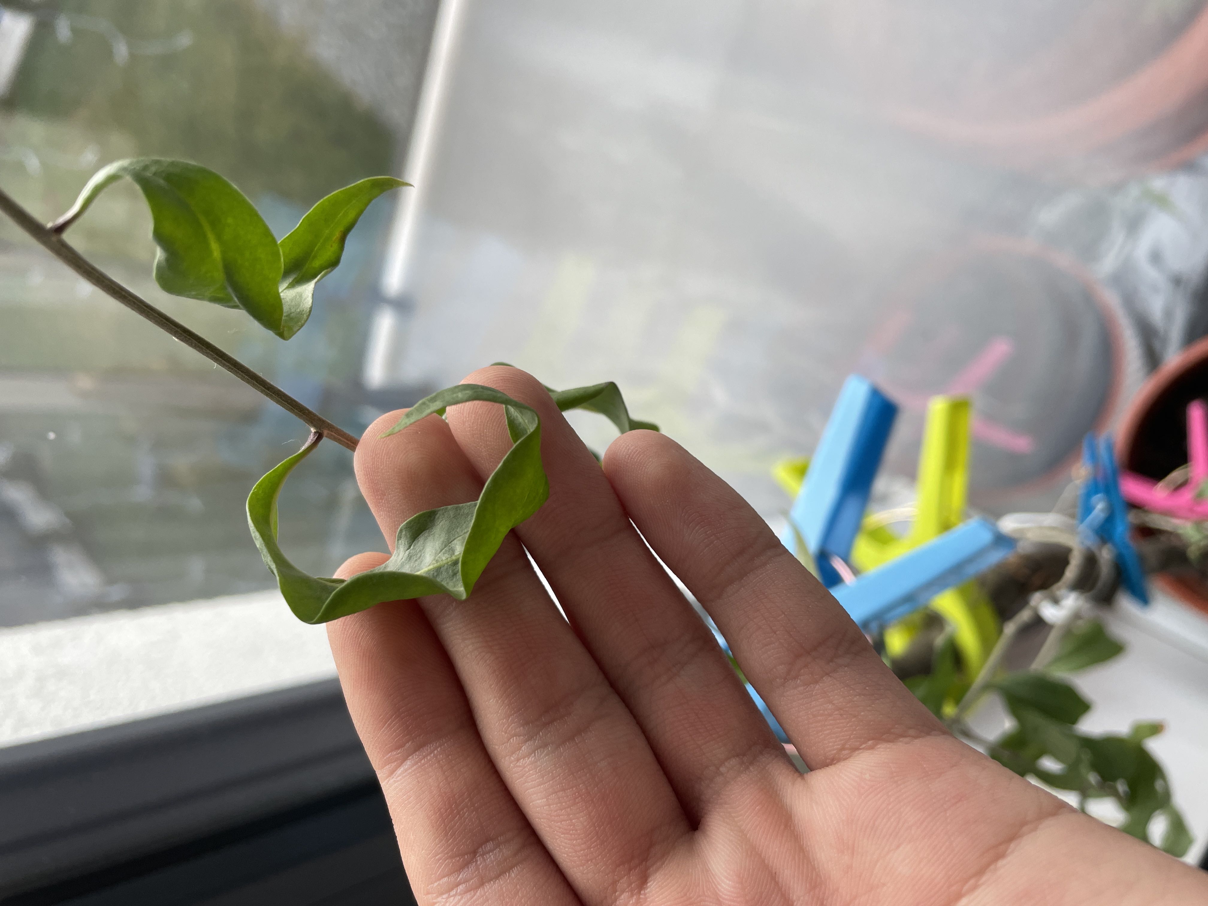 Photo from the post