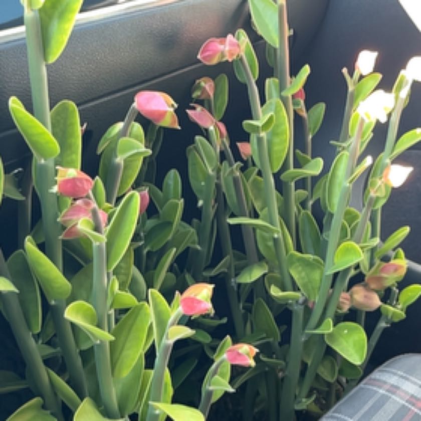 Photo of the plant species Tall Slipper Plant by @BackupGrass named Kendall on Greg, the plant care app
