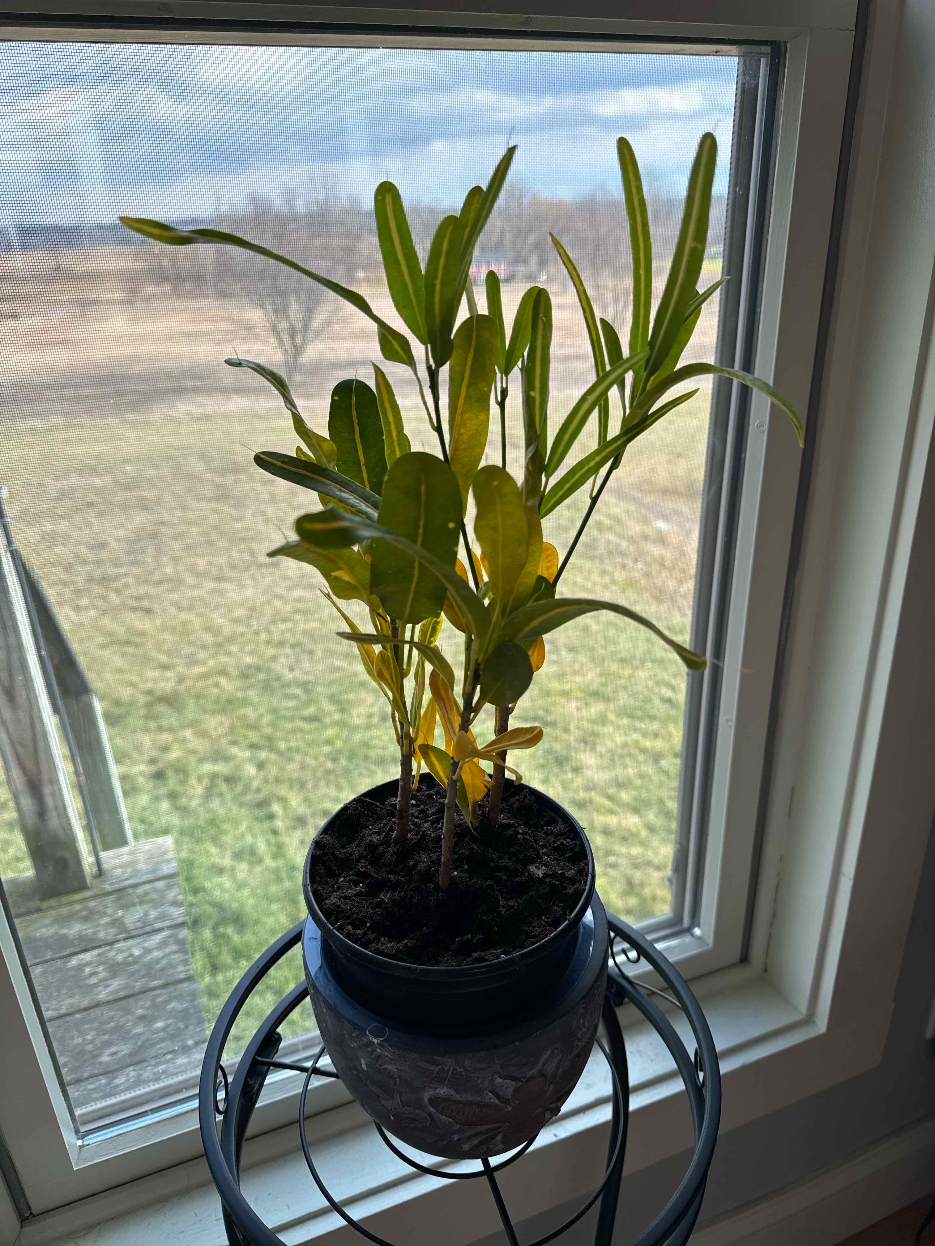 Potted Banana Croton plant with some yellowing leaves by a window.