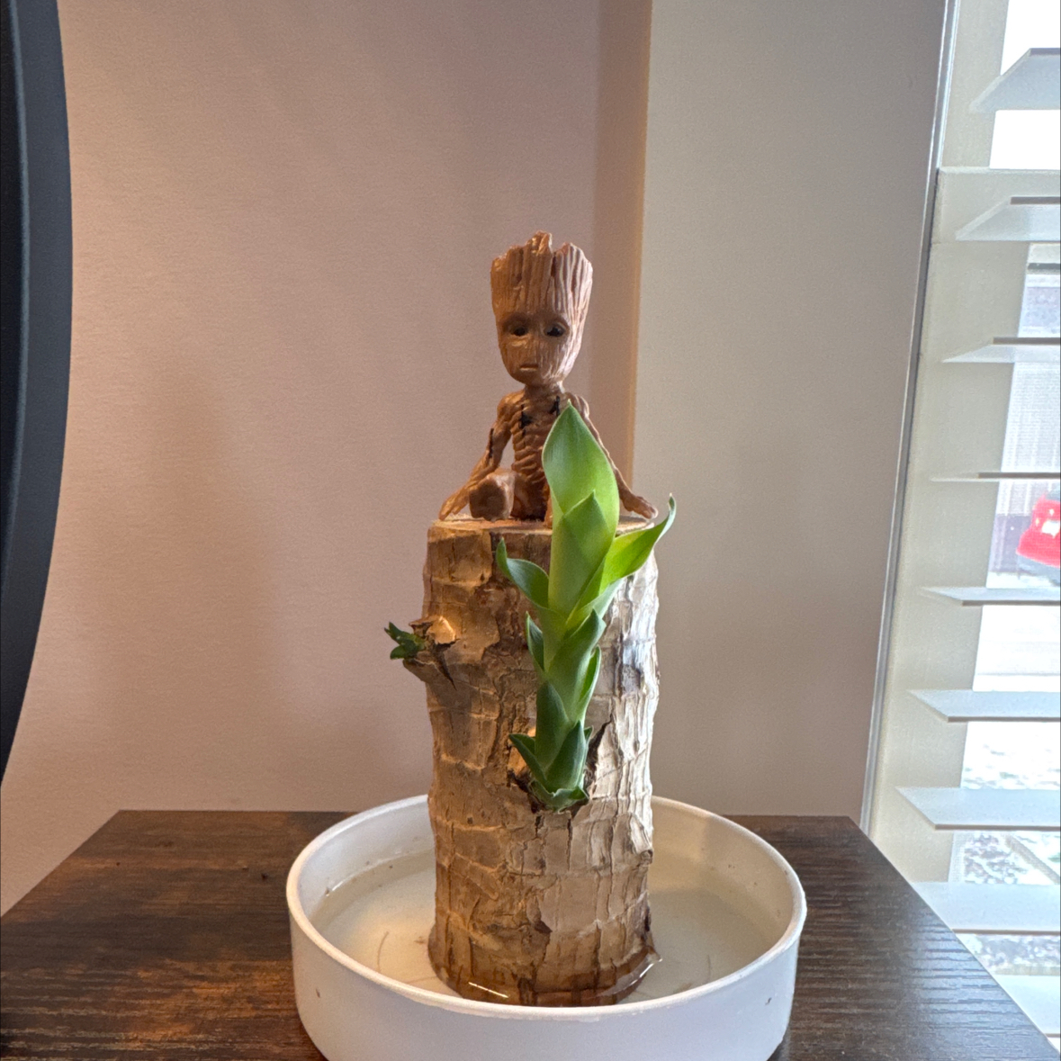 Photo of the plant species Brazilwood by @OCDPlantChick named Groot on Greg, the plant care app