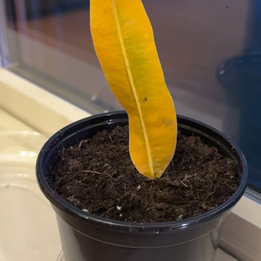 Banana Croton plant with a single yellow leaf in a black pot. Soil is visible.