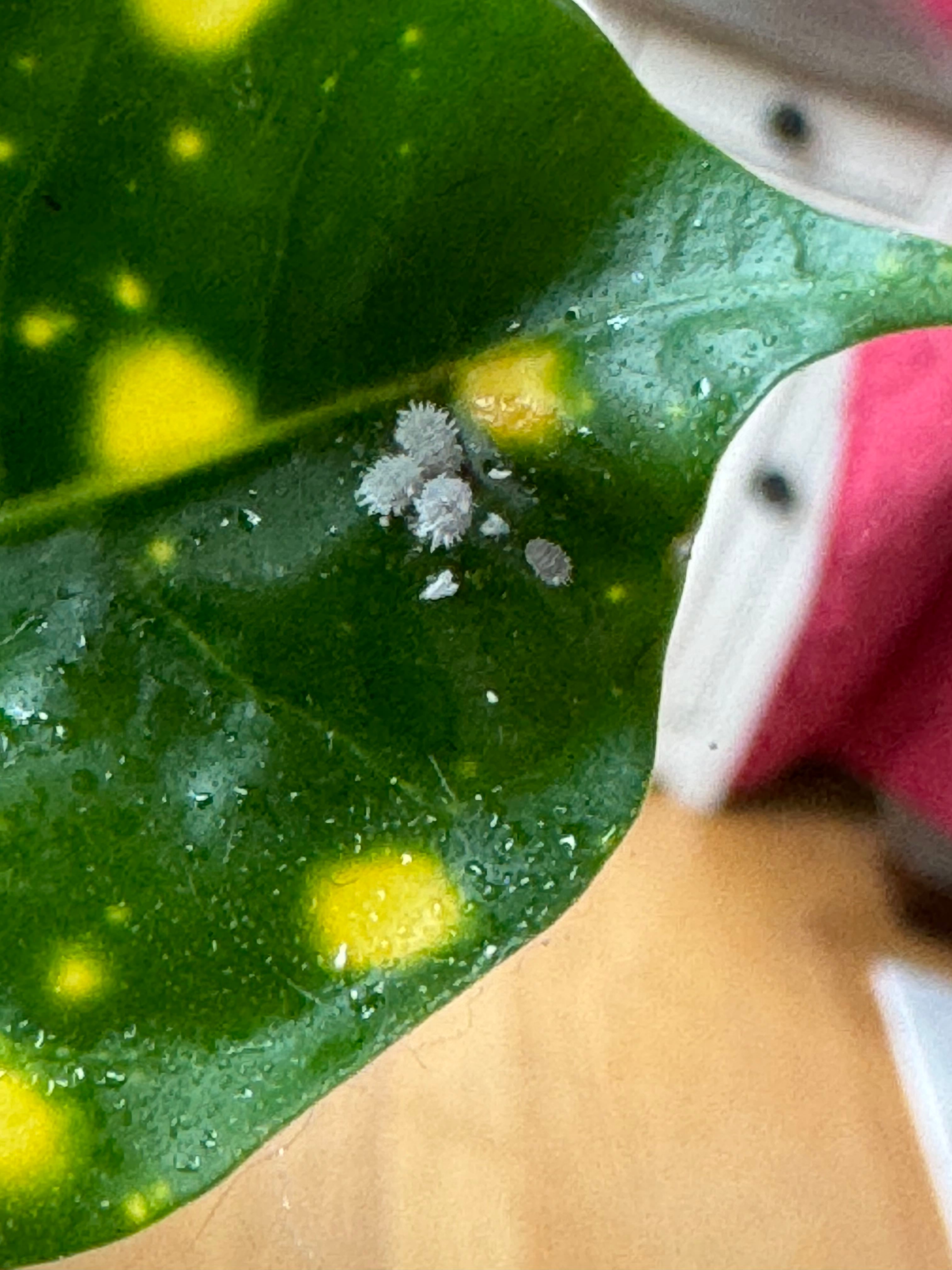 🌿 Croton 'Curly Boy' Hardiness Zones 10a11b