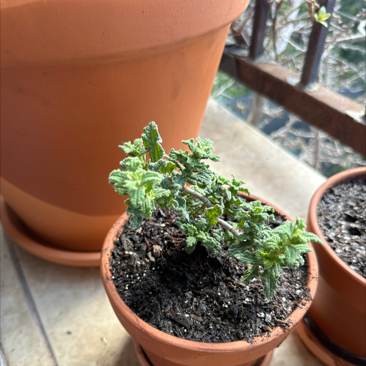 Photo of the plant species Pink Rockrose by @excusethepun named Scarlett on Greg, the plant care app