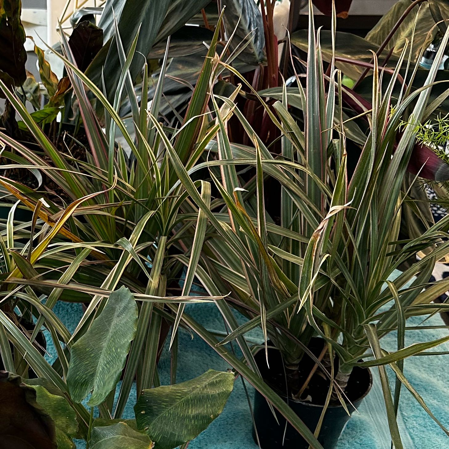 Dracaena plant with variegated leaves, appears healthy.
