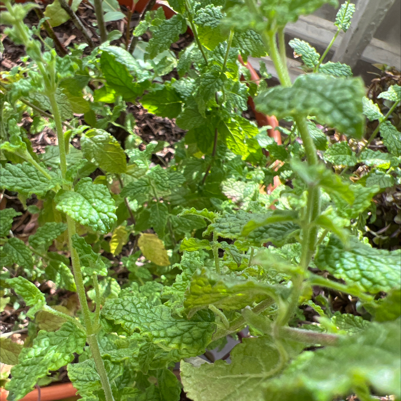 Photo of the plant species strawberry mint by @Clark_in_Rus10 named Strawberry PigMint on Greg, the plant care app