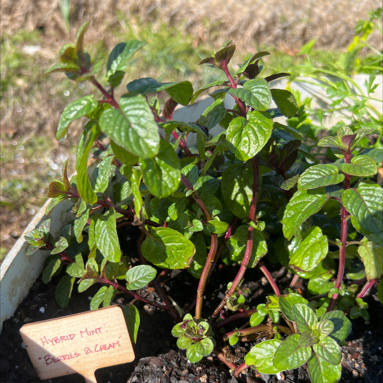 Photo of the plant species Berries and Cream Mint by @Clark_in_Rus10 named Barry C. Mints on Greg, the plant care app