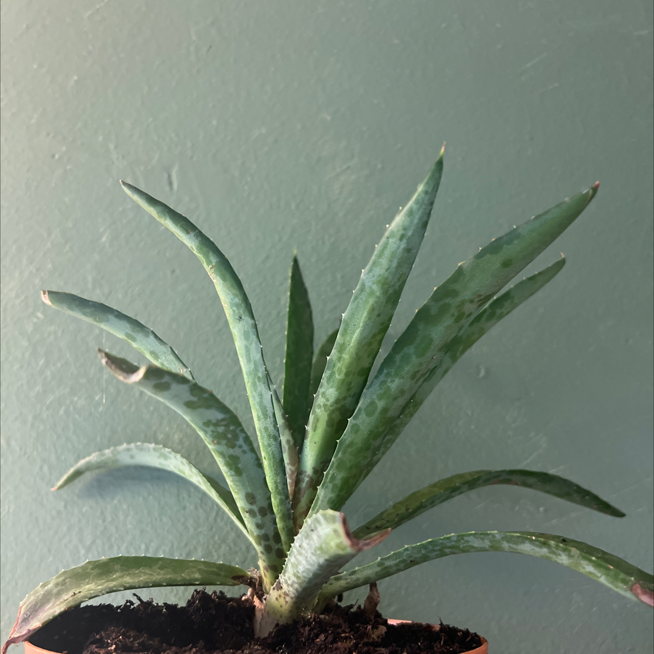 Photo of the plant species Mangave Maverick by @Clark_in_Rus10 named Maverick on Greg, the plant care app