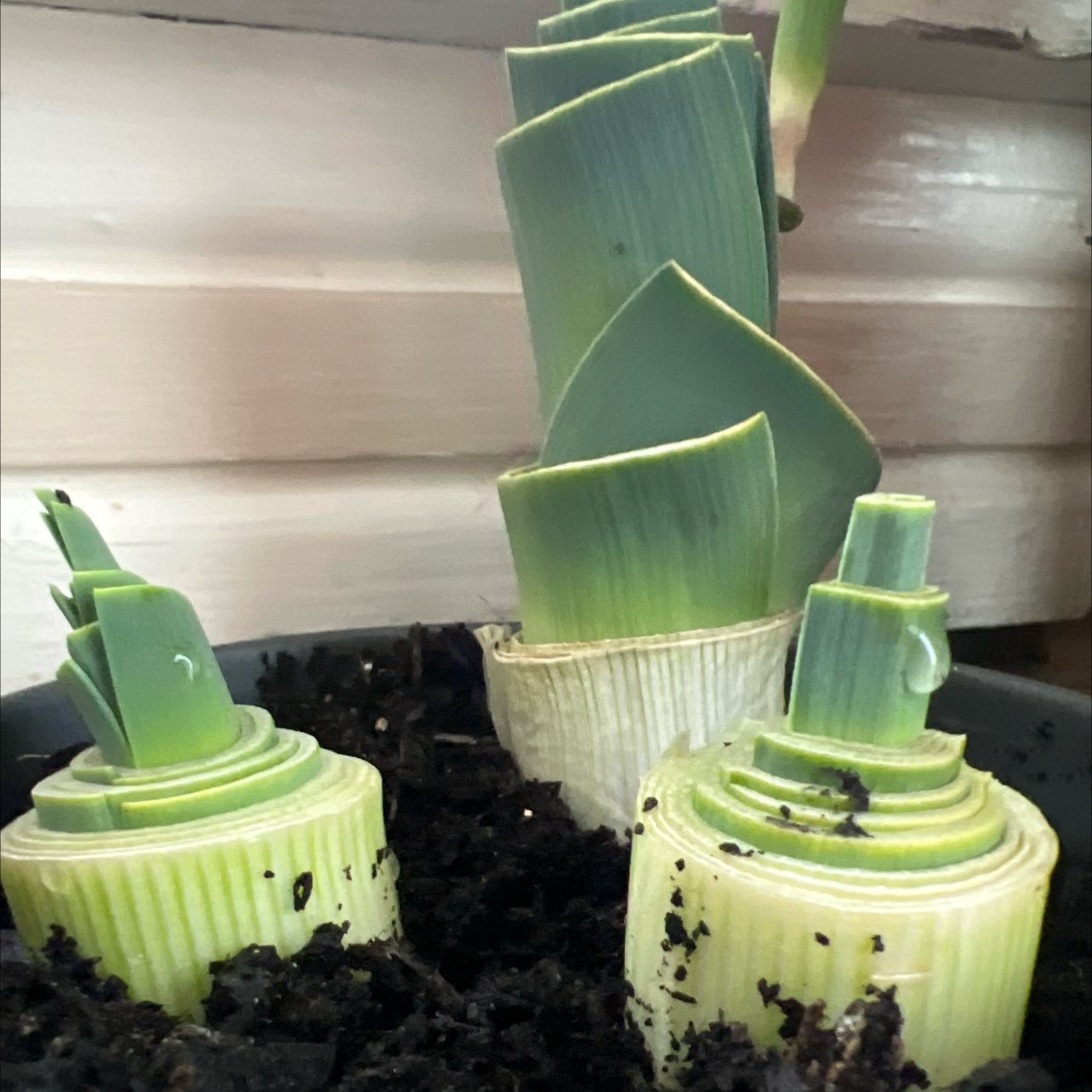 Photo of the plant species Round-Headed Leek by @Clark_in_Rus10 named Lee on Greg, the plant care app
