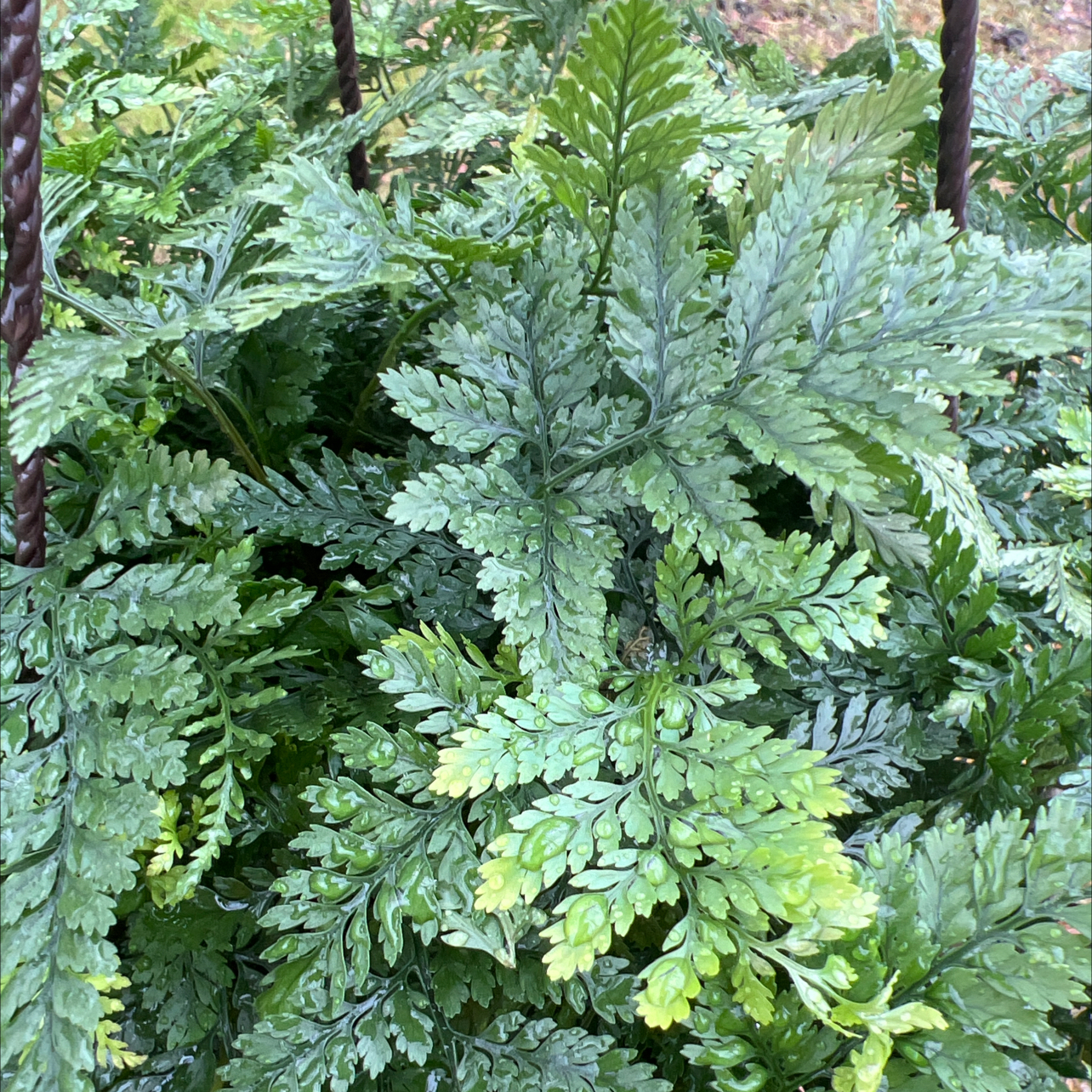 Dense cluster of Black Rabbit's Foot Fern leaves with slight yellowing at the tips.