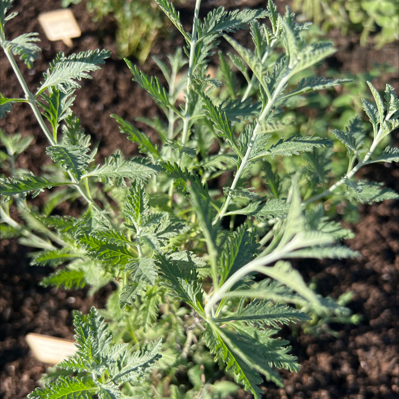 Perovskia atriplicifolia uploaded to the Greg plant app by @Clark_in_Rus10