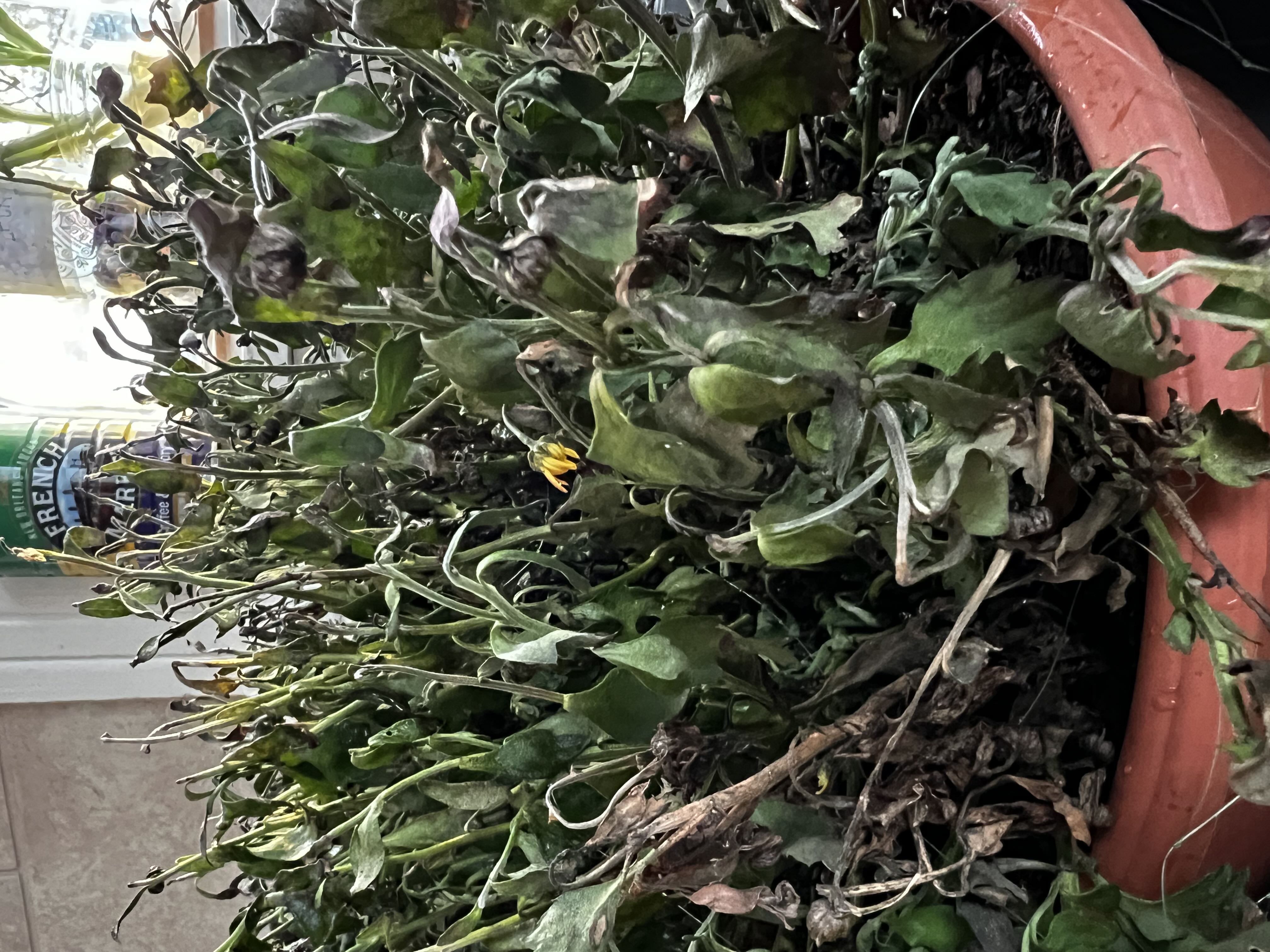 Photo from the post