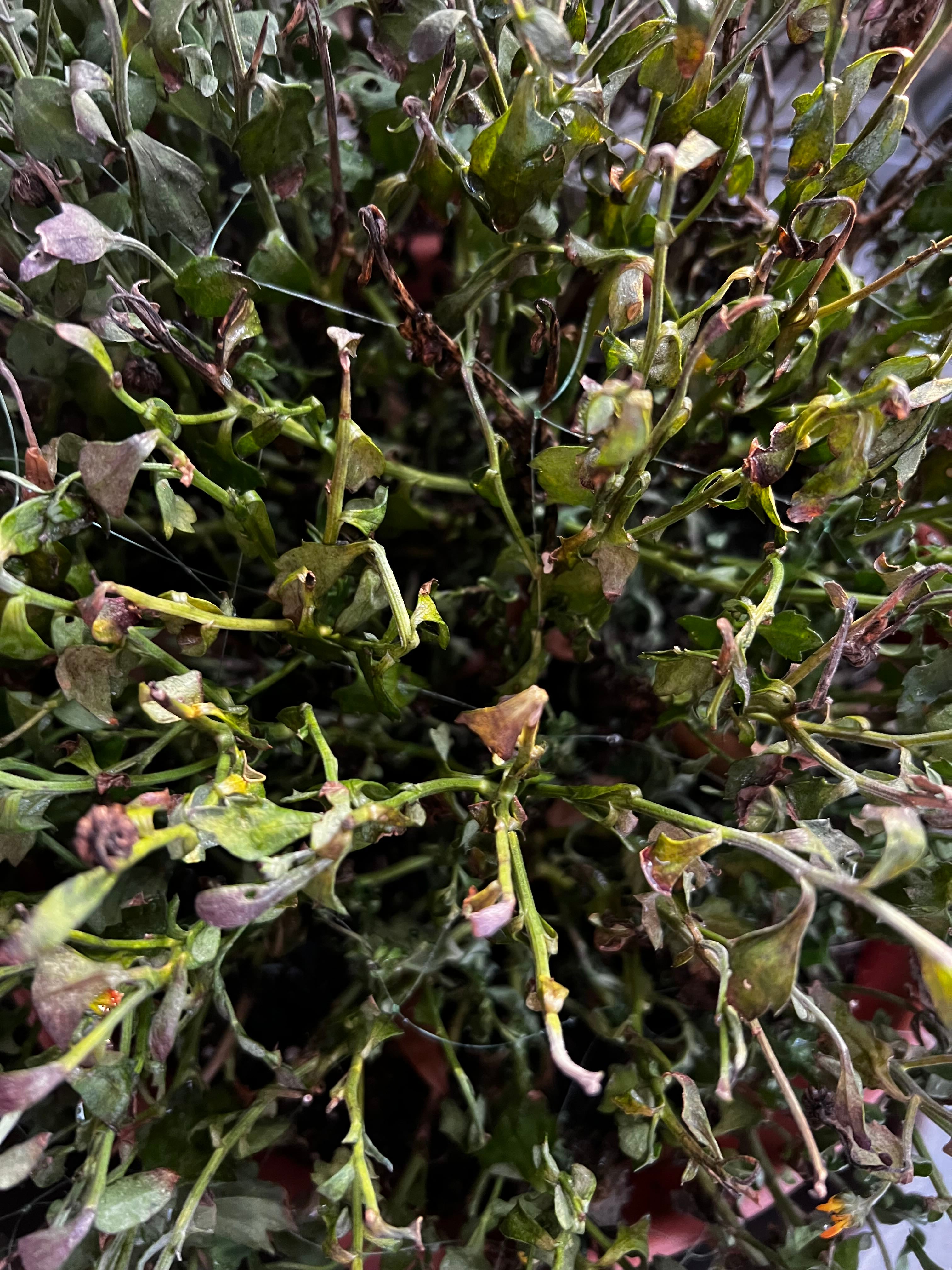 Lady Godiva Care 101 Water, Light & Growing Tips