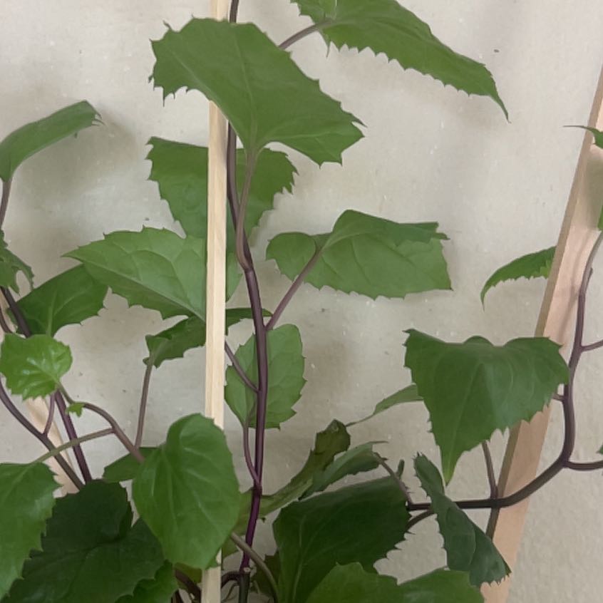 Photo of the plant species Mexican flamevine by @Clark_in_Rus10 named Confuscious on Greg, the plant care app