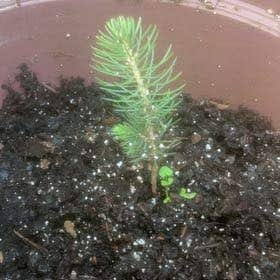 Photo of the plant species Douglas Fir by @CunningPigsears named Nithin on Greg, the plant care app