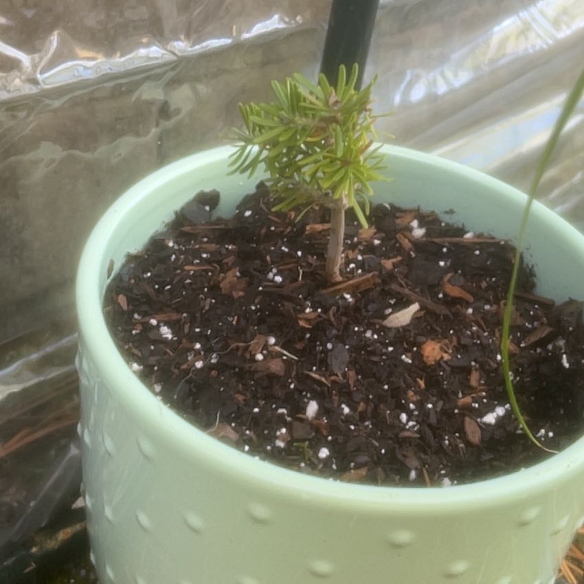 Photo of the plant species Korean fir by @CunningPigsears named Mollie on Greg, the plant care app