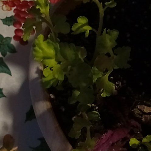 Photo of the plant species Jersey Fern by @ForeverGarlic named Muhammad Ali on Greg, the plant care app