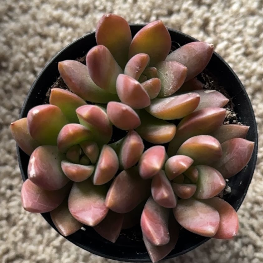 Graptosedum 'Copper Glow' succulent with reddish-brown leaves in a rosette pattern.