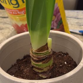 Photo of the plant species Dragon Amaryllis by @SoigneBagpod named Taylor Swift on Greg, the plant care app