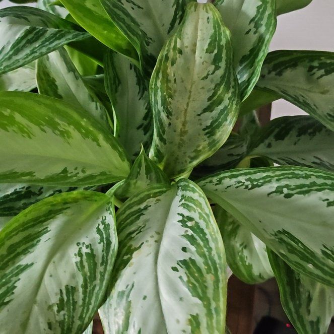 Photo of the plant species Aglaonema 'Leprechaun' by @KeyWaxflower named Lucky on Greg, the plant care app