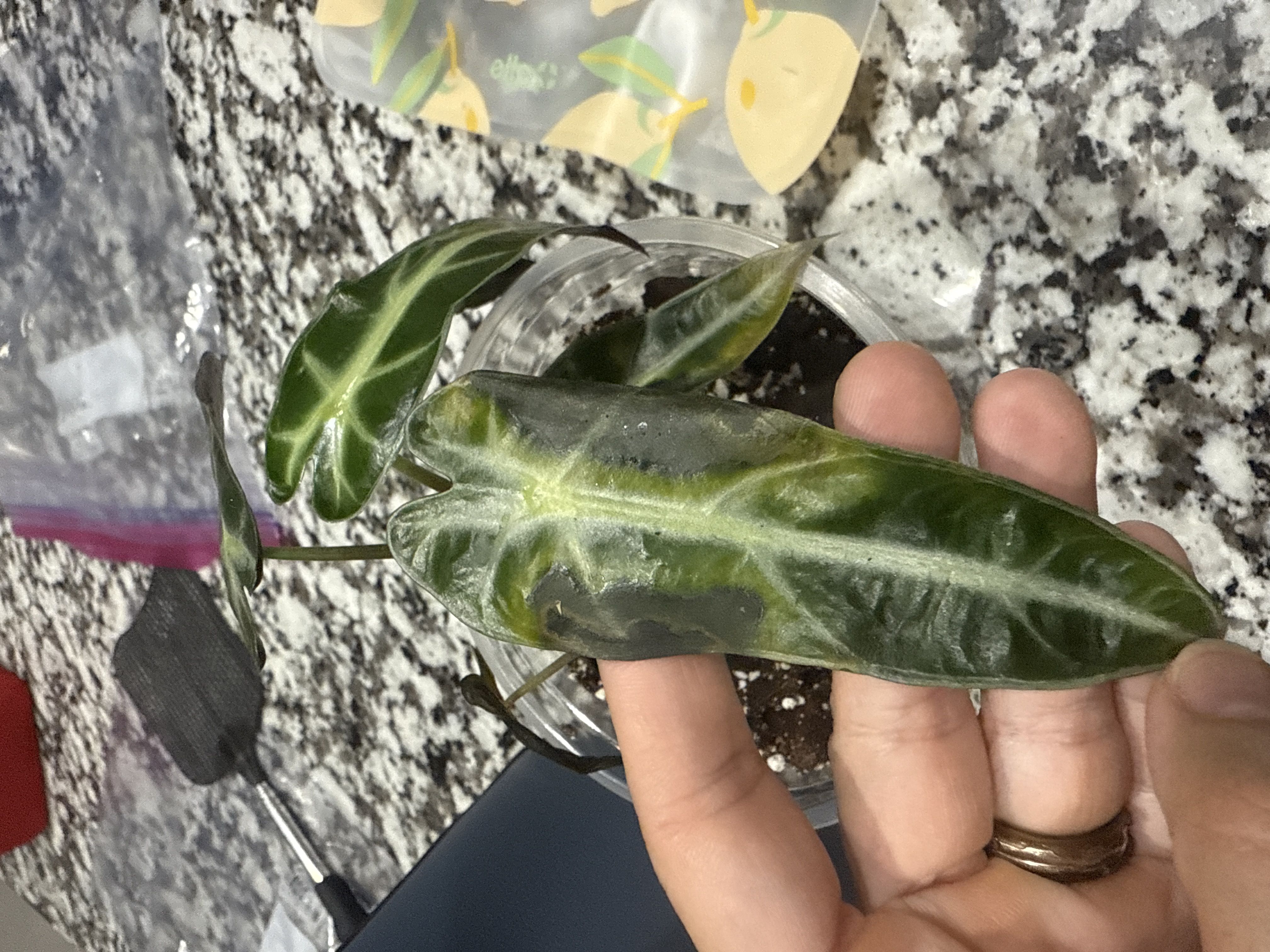 Photo from the post